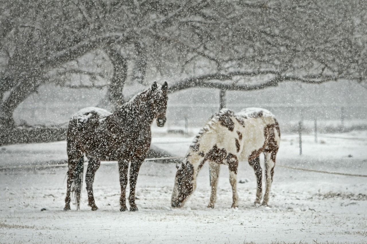 Jak dbać o konia zimą?