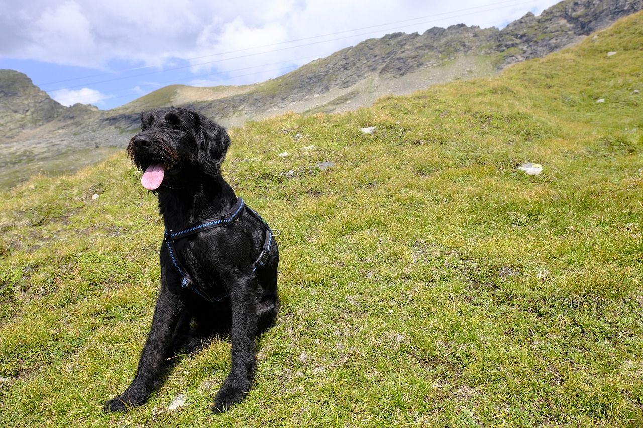 Jak przygotować się do wyjazdu z psem w góry?