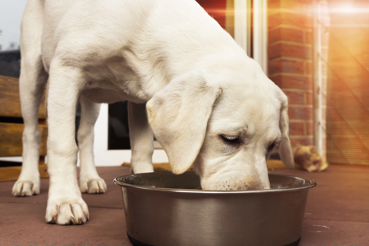 Jak często powinno karmić się psa?